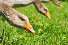 Portrait Of Geese In The Meadow Eating Grass