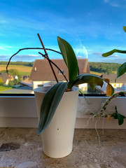 Wall Mural - Single phalaenopsis orchid plant without bloom standing on the windowsill