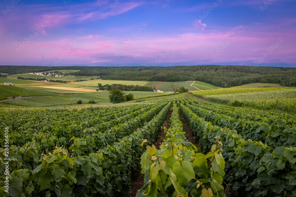 Fleury-la-Rivier, France - Sunset View of the Hillsides of Champagne (UNESCO World Heritage) - obrazy, fototapety, plakaty 