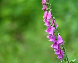 Wall Mural - close up on pink flower in spring