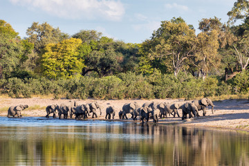 Wall Mural - african elephant, namibia, africa safari wildlife