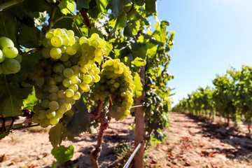 Wall Mural - Ripe white wine grapes before harvest in a vineyard at a winery, rural landscape for viticulture and agricultural wine production, France Europe