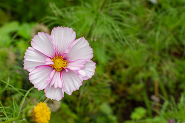 Wall Mural - Cosmos flower close-up, big beautiful cosmea wild blooming grass