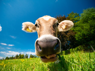 Wall Mural - Cow in German alps (Allgäu)