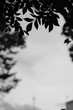 Grayscale selective closeup shot of tree leaves on a blurry background