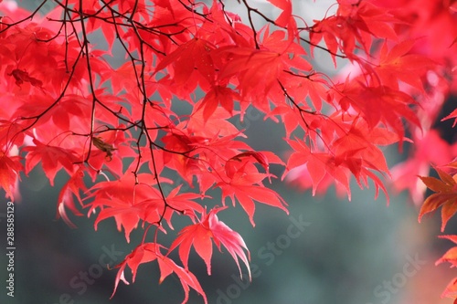 日本の紅葉 須賀川牡丹園 Buy This Stock Photo And Explore Similar Images At Adobe Stock Adobe Stock