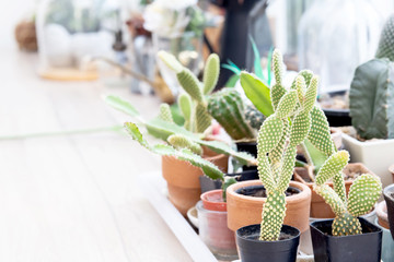 Wall Mural - Beautiful various of green cactus succulent fresh with branch on wood table for decor, beauty cacti on the wooden desk for decoration hipster, plant summer with growth, nature concept.