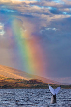 Humpback Whale Tail Breaking The Surface Under A Brilliant Rainbow In Lahaina On Maui