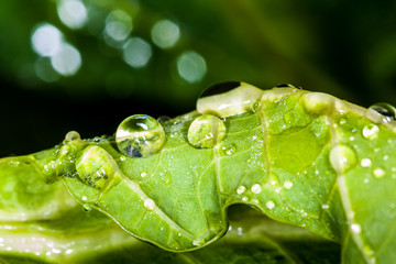 Closeup of rain drops on a green leaf