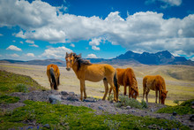 Wild Horses In The Andes Mountains, Wandering And Grazing On Fresh Green Field Freely In The Morning.