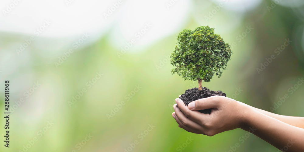 Tree planting on volunteer family's hands for eco friendly and corporate social responsibility campaign concept - obrazy, fototapety, plakaty 