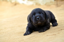 Cute Black Puppy Royalty Free Images