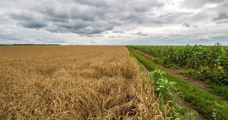Fotobehang - Cloudy sky and rural road passing between field yellow wheat and green field sunflower, panoramic view. Beautiful scenic dynamic landscape agricultural land, 4K time lapse. Beauty nature, agriculture.