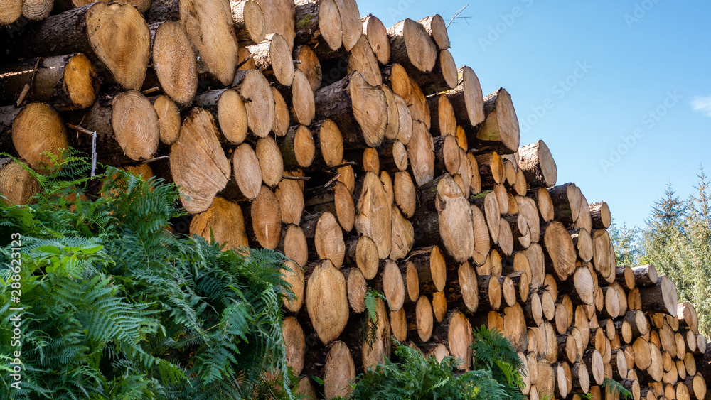 Tall stack of timber wood logs with green fern growing next to it ...