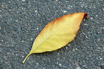 Autumn yellow leaf on asphalt road. Top view 