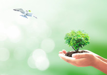 World Environment Day Concept: Heart Shape Of Big Tree In Hands And Bird Flying On Nature Background