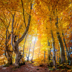 Wall Mural - autumn in wild forest - vibrant leaves on trees