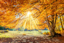 Autumn Landscape - Big Forest Golden Tree With Sunlight On Sunny Meadow