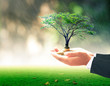Invest fund concept: Businessman hand holding big tree and stack of coins over blurred nature background