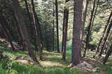 Fototapeta Las - Forest in the sud of Swiss Alps in a summer sunny day