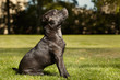 © Couperfield - Five months old staffordshire bull terrier young female waiting for order