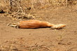 © Lien Rag - A dead impala on the ground - Un impala morte