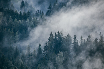 alps, background, beautiful, coniferous, dark, dawn, deep, dim, dusk, environment, evergreen, fantasy, fog, foggy, forest, gloom, gloomy, green, greenland, grim, haze, hazy, hills, land, landscape, ma