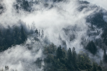 Wall Mural - Dense morning fog in alpine landscape with fir trees and mountains. 