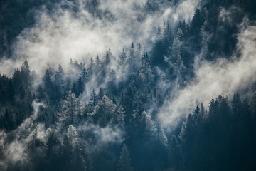 Wall Mural - Dense morning fog in alpine landscape with fir trees and mountains. 