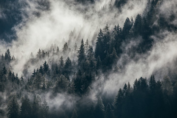 Wall Mural - Dense morning fog in alpine landscape with fir trees and mountains. 
