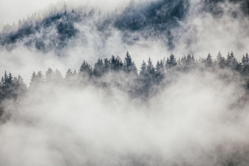 Wall Mural - Dense morning fog in alpine landscape with fir trees and mountains. 
