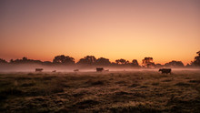 Beef Cattle In An Autumn Pasture At Sunrise With Fog