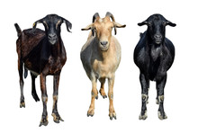 Group Of Goats Isolated On White. Goats Standing Full Length And Looking In Camera. Farm Animals