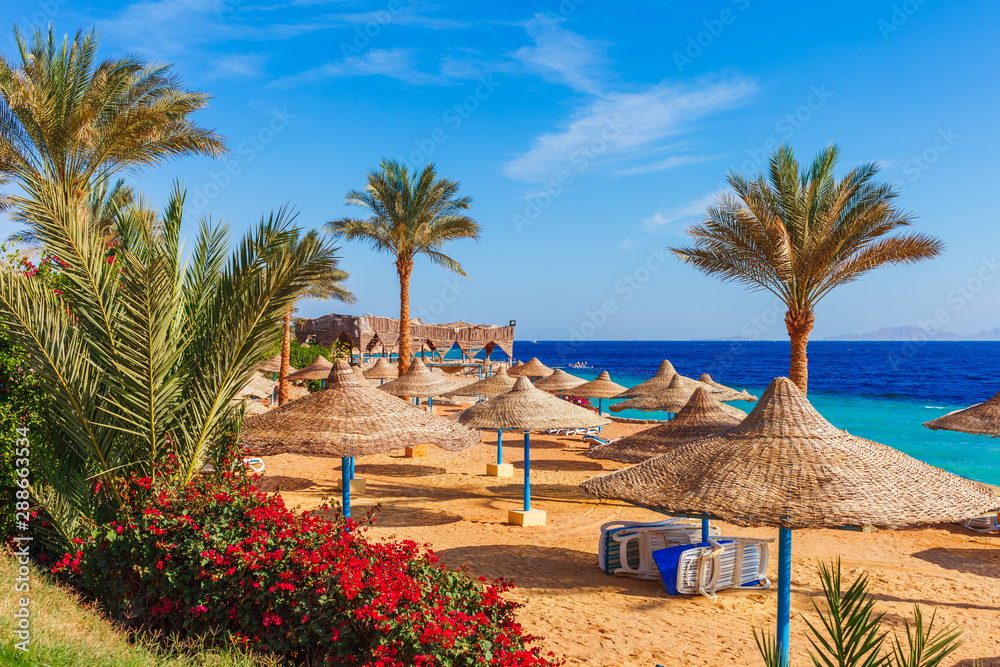 Sunny resort beach with palm tree at the coast shore of Red Sea in Sharm el Sheikh, Sinai, Egypt, Asia in summer hot. Bright sunny light - obrazy, fototapety, plakaty 