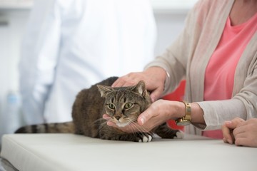 Close up of owner stroking cat in bed at veterinary clinic