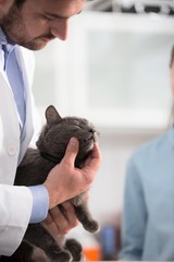 Wall Mural - Doctor and owner examining Russian Blue cat's teeth on bed at veterinary clinic