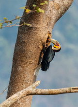 Wreathed Hornbill Bird In A Tree
