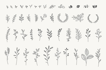 set of elegant floral elements for graphic and web design. vector illustrations for beauty, fashion,