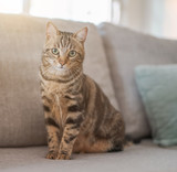 Fototapeta Koty - Beautiful short hair cat lying on the sofa at home