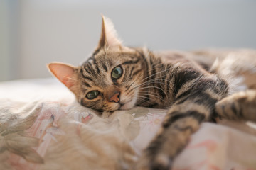 Wall Mural - Beautiful short hair cat lying on the bed at home