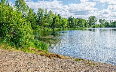 Poster - landscape with lake on a summer day