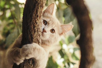 summer portrait of a beautiful ginger cat walking on nature, brown-eyed kitten plays hiding behind a grape branch