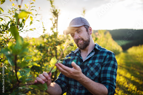 Fotografía A mature farmer working in orchard at sunset. Copy space.
