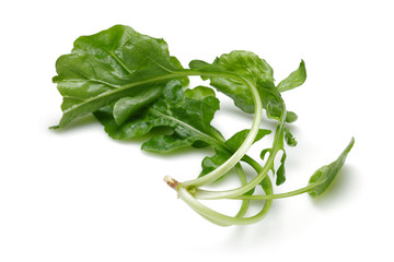 Canvas Print - Bunch of fresh rucola isolated on white background