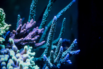 Wall Mural - Close up coral reef in aquarium