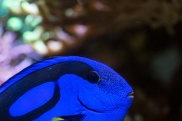 Wall Mural - close up blue tang fish in aquarium