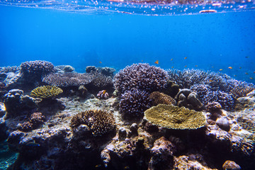 Wall Mural - beautiful under water coral reef with tropical fish at Mu Ko Surin National park , Thailand 