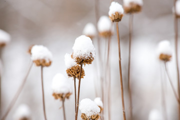 flower in snow