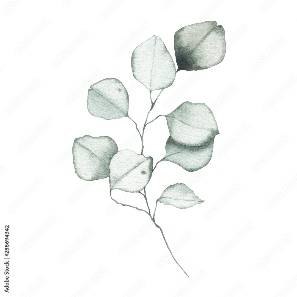 Watercolor eucalyptus dusty green leaf plant herb spring flora - obrazy, fototapety, plakaty 
