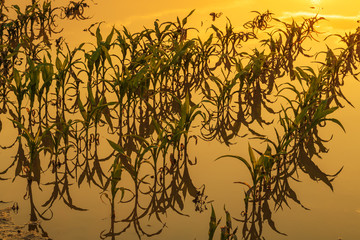 Wall Mural - Flooded young corn field plantation with damaged crops in sunset